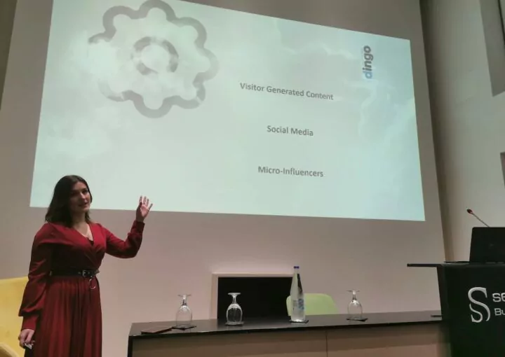 dingo marketing team